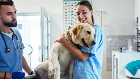 Pascal LE BARS – My Veto – Vétérinaire France