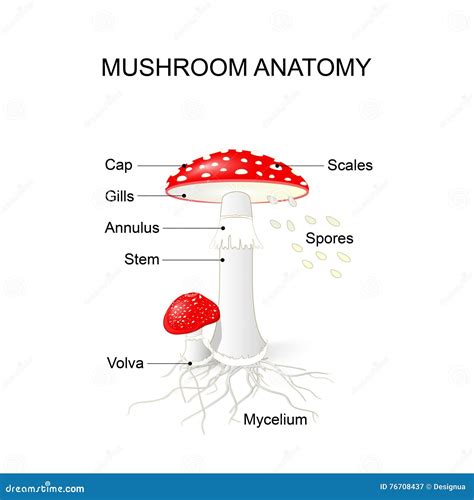 Parts of a Mushroom. Amanita Stock Vector - Illustration of harm, health: 76708437