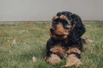 10 Common Cockapoo Colors (With Pictures) | Hepper Pet Resources
