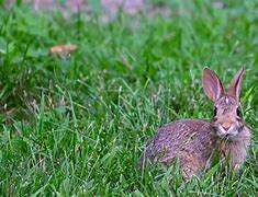 Image result for Baby Cottontail Rabbits Nest