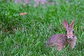 Image result for Baby Cottontail Rabbit One-day Old