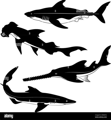 Shark species silhouettes. Spurdog, Hammerhead, Sawfish, Dogfish. Vector cliparts Stock Vector ...