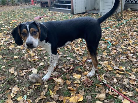 Coonhound or beagle mix? : r/coonhounds
