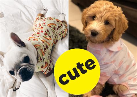 Are Puppies Like Babies