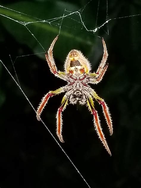 Female Eriophora ravilla (Tropical Orb-weaver) in Bradenton , Florida ...