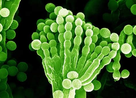 微生物简述（4）——真菌的世界