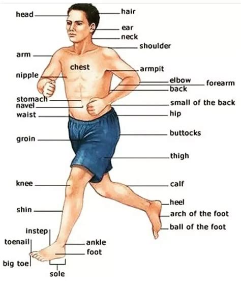 English Talk | Body parts vocabulary! Example : She suffered a serious ...