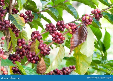 Fresh Coffee Beans in Plants Tree,fresh Arabica Coffee Fruits Stock ...