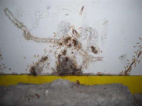 白蚁会对人类生活产生什么样的危害?看到白蚁该怎么办?-上海帮庭环境科技有限公司