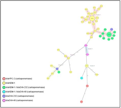 Cracking the Code: Unveiling the Diversity of Carbapenem-Resistant ...