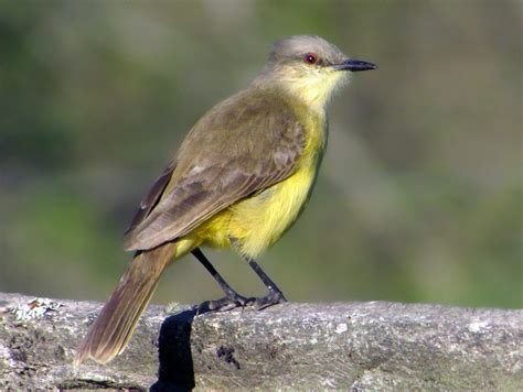 Cattle Tyrant - eBird