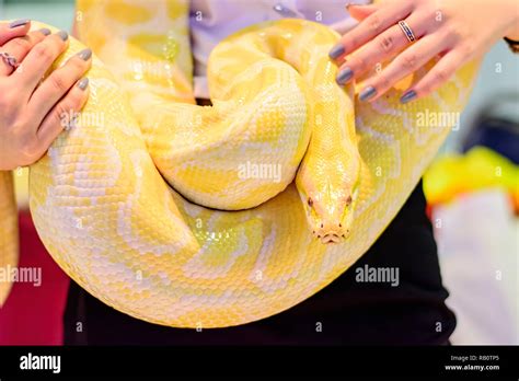 Image result for White Python Pet