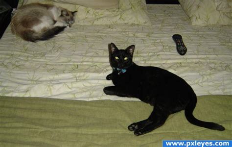 Taipan Photography Contest Pictures - Image Page 1 - Pxleyes.com