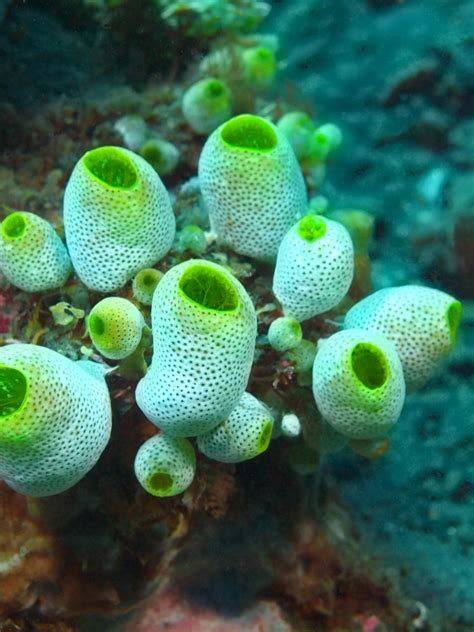 6 fascinating creatures that thrive without a brain