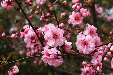 梅花摄影图__花草_生物世界_摄影图库_昵图网nipic.com