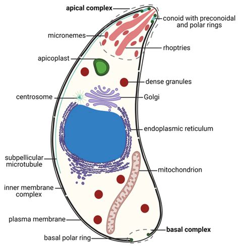 The Apicomplexan Parasite Toxoplasma gondii