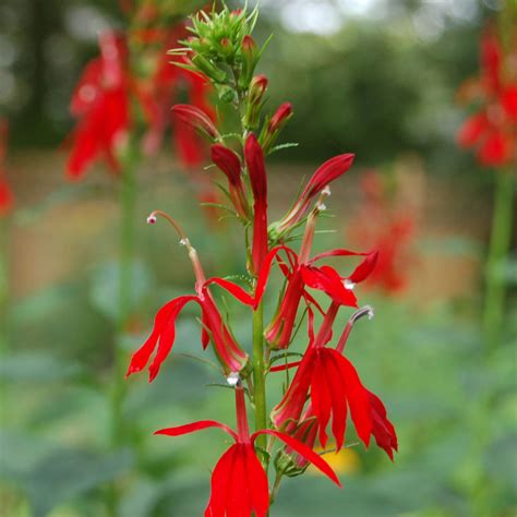 Cardinal Flower Colorado at Erin Wright blog