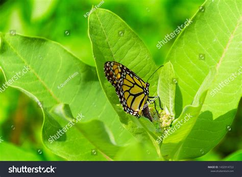 Monarch Butterfly Laying Eggs