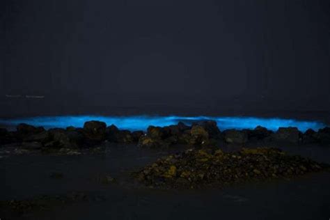 Get To Mumbai NOW: Bioluminescence Turns Juhu Beach Blue