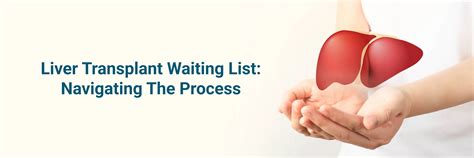 Liver Transplant Waiting List: Criteria, Process, and Tips