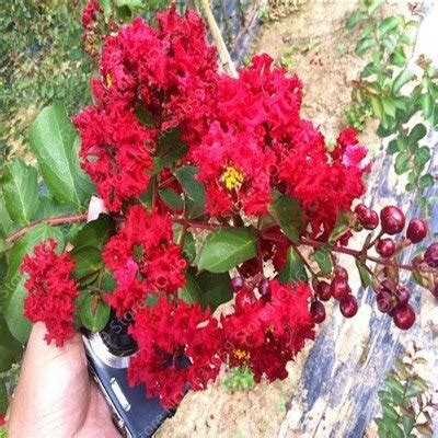 Seeds 35Pcs Lagerstroemia Perennial Crape Myrtle Flower Outdoor ...