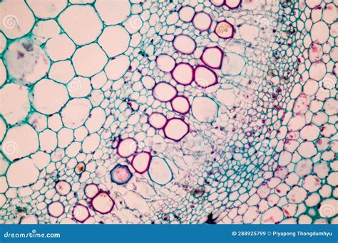 Image result for Different Tissues Under Microscope