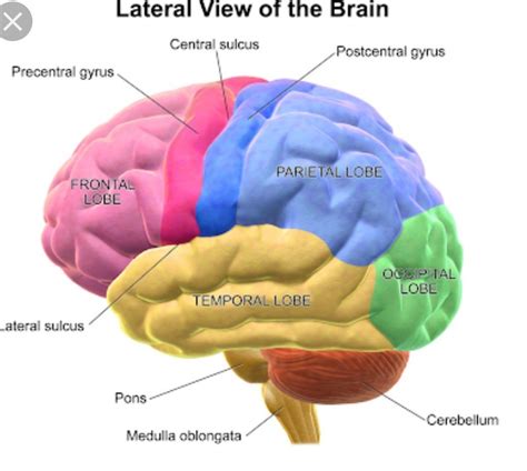 Draw neat labelled diagram of lateral view of human brain - Brainly.in