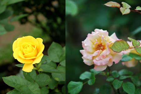 月季花和玫瑰花有区别吗_养花之家