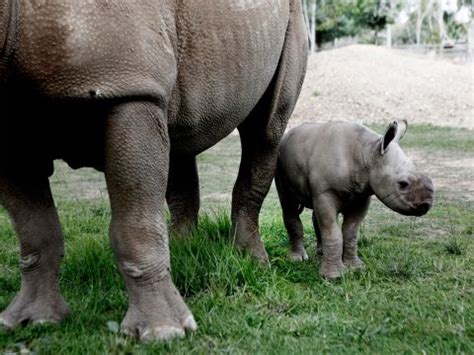 Beyond the Zoo in Downtown Dubbo | Travel Insider