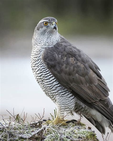 Can you guess these mesmerising state birds belong to which state in ...