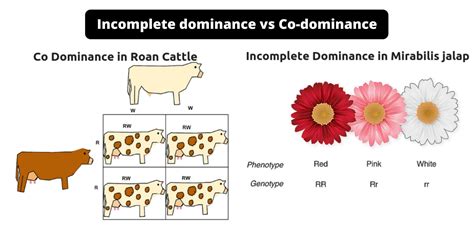 Codominant Vs Incomplete Dominance