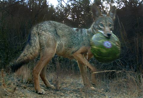 Coyote Prey Animals