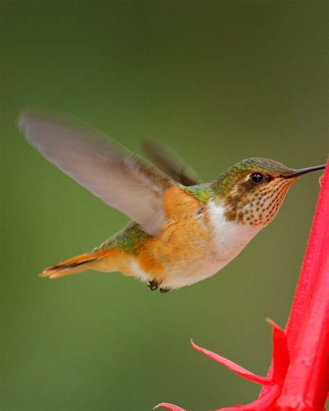 What Is A Hummingbird's Lifespan at Darrell Coria blog