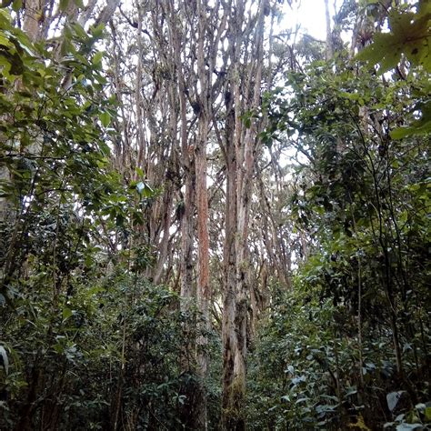 BOSQUE DE LOS ARRAYANES - All You Need to Know BEFORE You Go 2026 (with ...