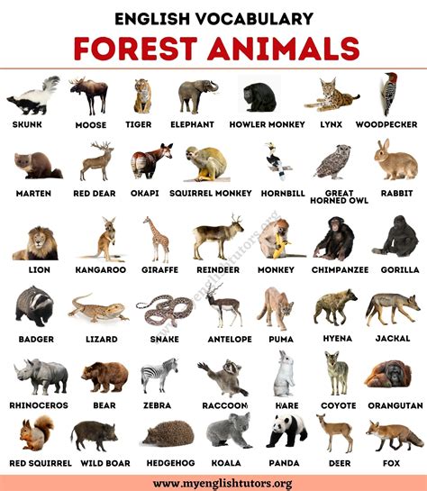 Forest Animals: List of 40+ Animals Living in the Forest - My English ...