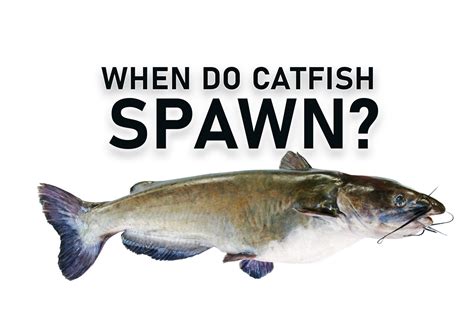 The 10 Best Catfish Baits and WHY Catfish Love Them