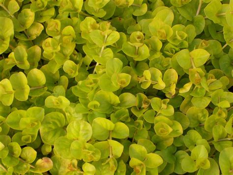 Golden Creeping Jenny - Jeffries Nurseries