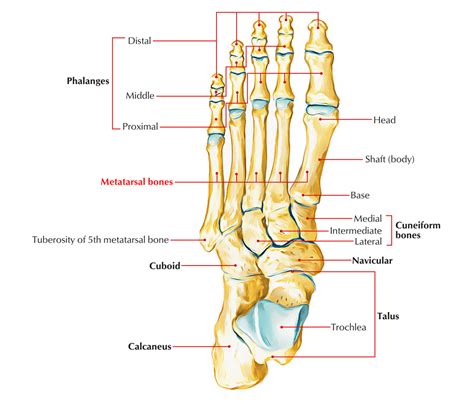 Metatarsal Bones Anatomy Metatarsal Bone #5 Poster By Science Photo