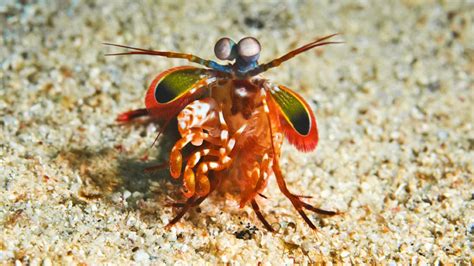 Disneyland dive site | PADI