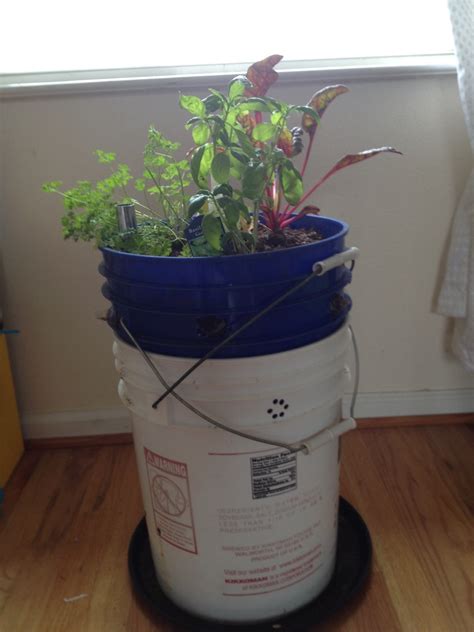 5 Gallon Bucket Planter - Food is Free Project