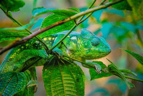 Animal Adaptation Camouflage