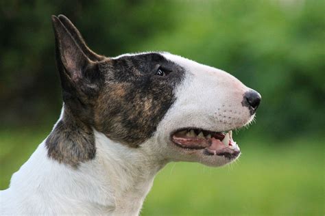 Bull and terrier breeds sales