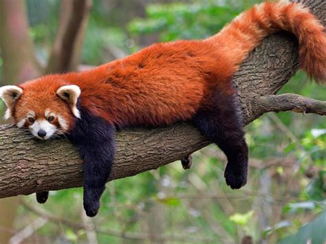 Red Pandas Habitat Facts