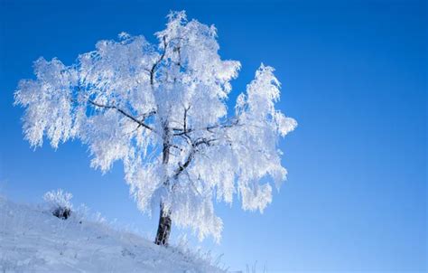 Download wallpaper winter, frost, tree, section nature in resolution ...