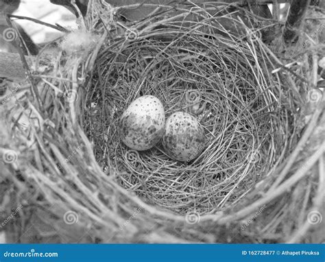 Small Eggs of Bulbul Bird in the Nest Stock Image - Image of wild, details: 162728477