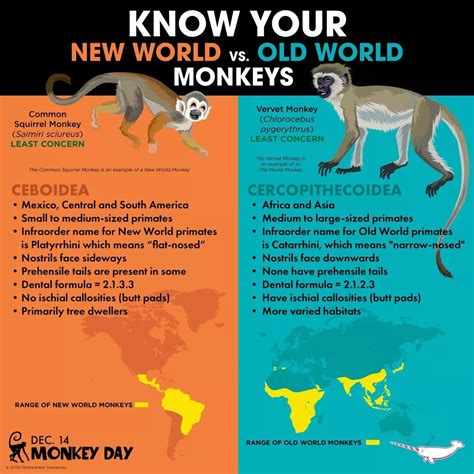 Know Your New World vs. Old World Monkeys!
