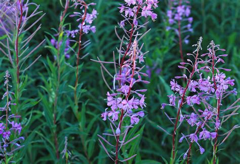 Epilobium | Dried Epilobium Herb | Tinderbox