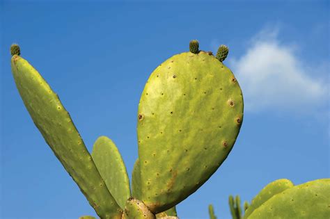 Opuntia | Description, Distribution, & Species | Britannica