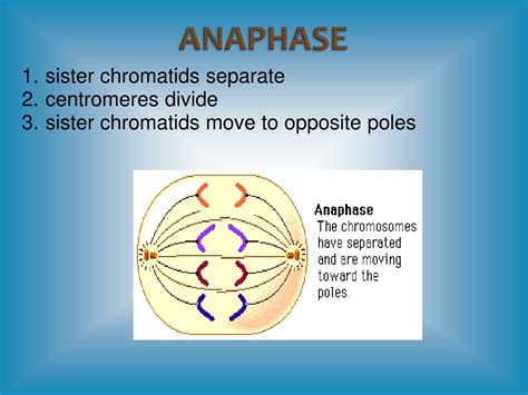 PPT - Cell Reproduction and Division in Prokaryotic and Eukaryotic ...