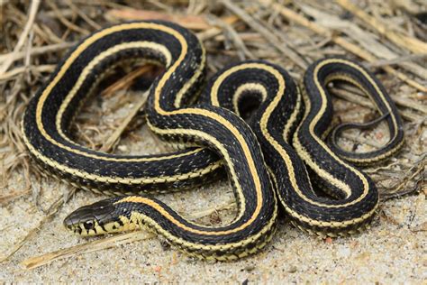 13 Captivating Facts About Plains Garter Snake - Facts.net